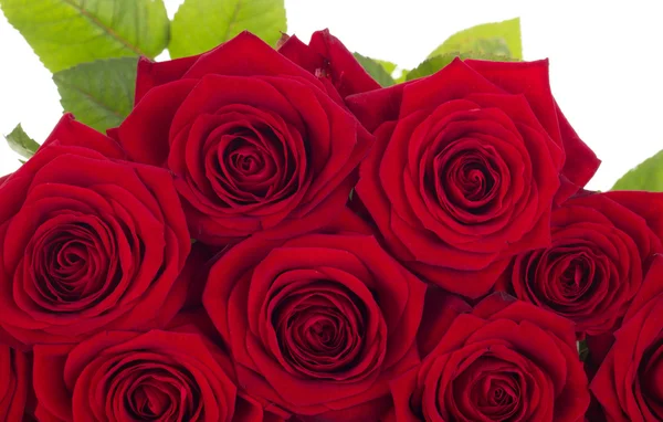 Close-up of roses — Stock Photo, Image