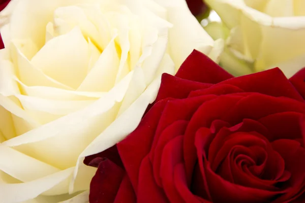 Close-up de rosas — Fotografia de Stock