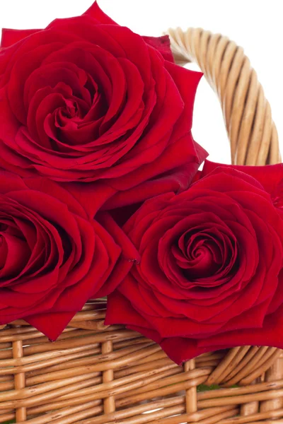 Roses in a basket — Stock Photo, Image