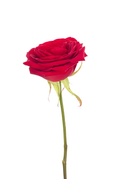 Geïsoleerde rose — Stockfoto