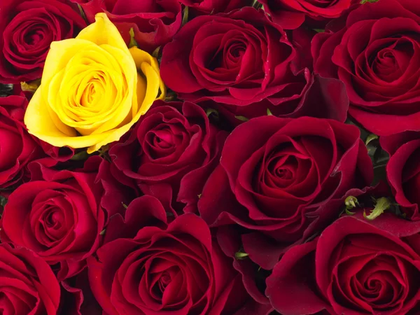 Крупним планом з троянди — стокове фото