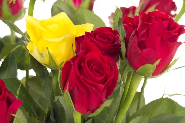 Bunch of roses — Stock Photo, Image