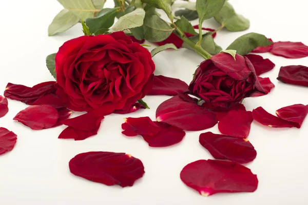 Розы с лепестками — стоковое фото