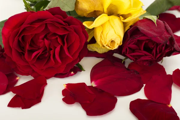 Roses with petals — Stock Photo, Image