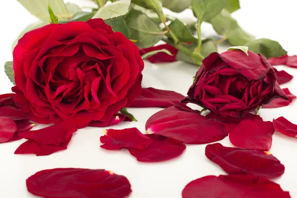 Roses with petals — Stock Photo, Image