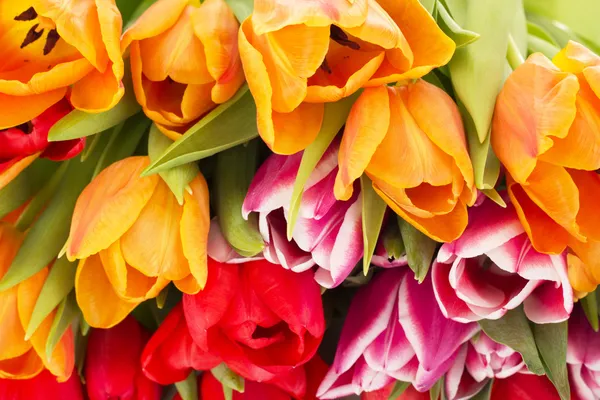 Closeup of tulips — Stock Photo, Image