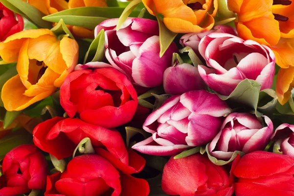 Closeup of tulips — Stock Photo, Image