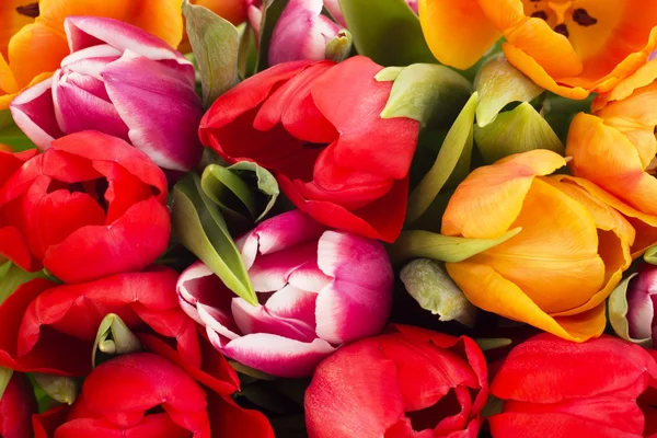 Closeup of tulips — Stock Photo, Image