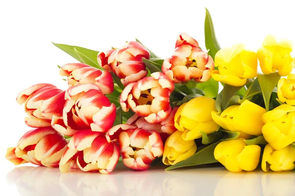 Bos van tulpen — Stockfoto