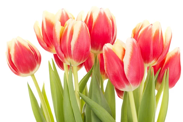 Bunch of tulips — Stock Photo, Image