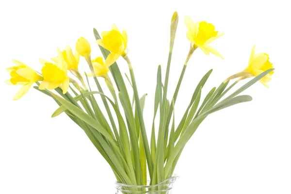 Narcissus pseudonarcissus — Stock Photo, Image