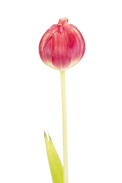 Tulipe isolée — Photo