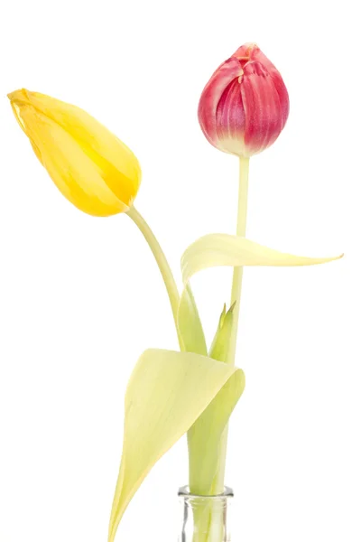 Два тюльпана — стоковое фото