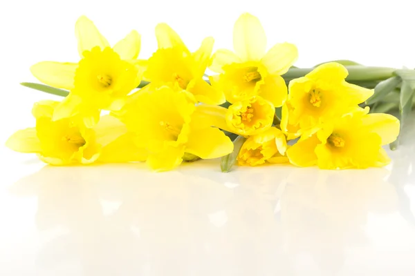 Narcissus pseudonarcissus — Stock Photo, Image