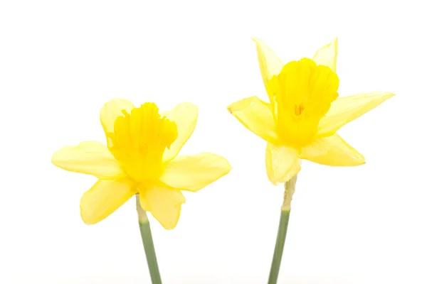 Narcissus pseudonarcissus — Stock Photo, Image