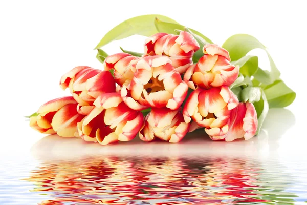 Hermoso ramo de tulipanes — Foto de Stock