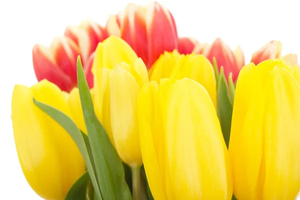 Bunch of tulips — Stock Photo, Image