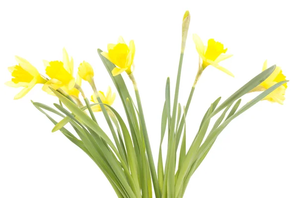 Narcissus pseudonarcissus — Stock Photo, Image