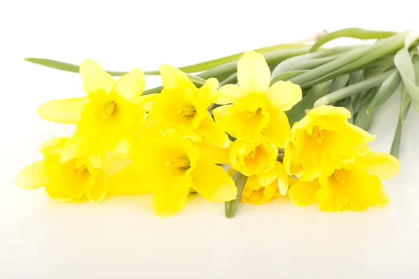 Narcissus pseudonarcissus — Stock Photo, Image