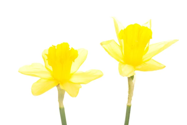 Narcissus pseudonarcissus — Stock Photo, Image