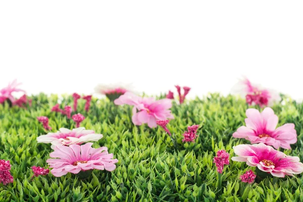 Vackra blommor på gräs — Stockfoto