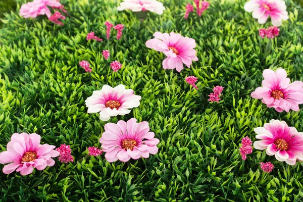 Beautiful flowers on grass — Stock Photo, Image