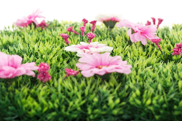 Beautiful flowers on grass — Stock Photo, Image