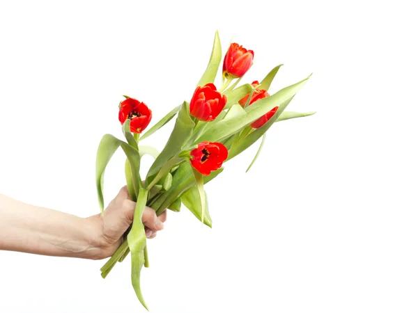 Hand met bos tulpen — Stockfoto