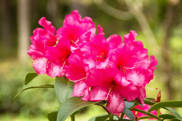 Beautiful rhododendron — Stock Photo, Image