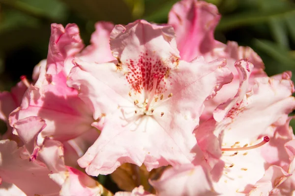 Prachtige azalea — Stockfoto