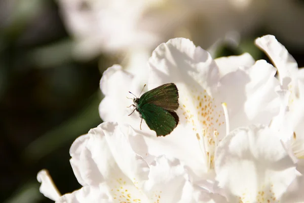 Όμορφη πεταλούδα σε ένα rhododendron — Φωτογραφία Αρχείου