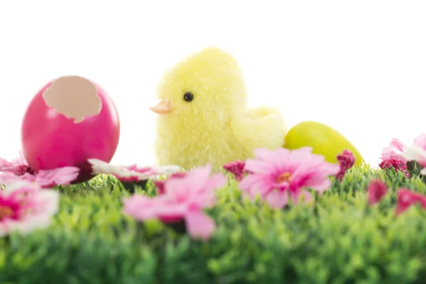 Poussin sur herbe avec des fleurs et des œufs de Pâques — Photo