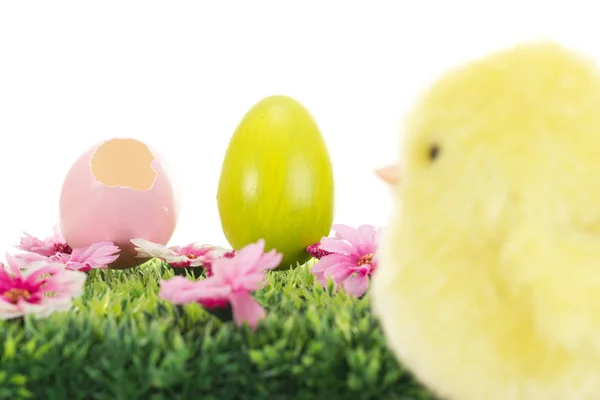 Poussin sur herbe avec des fleurs et des œufs de Pâques — Photo