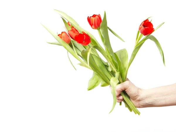 Mão com um monte de tulipas — Fotografia de Stock