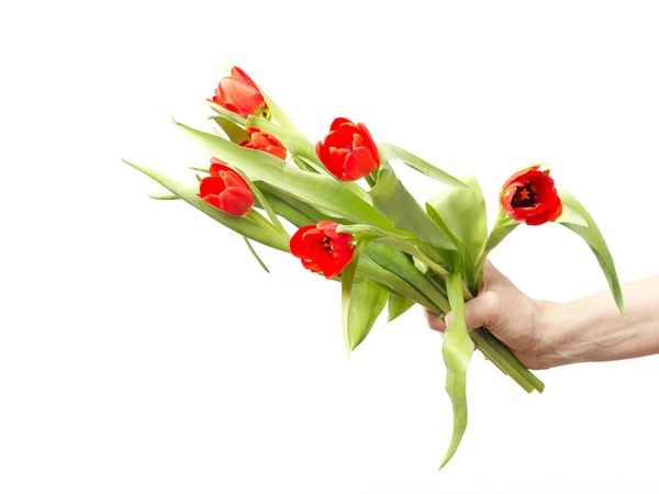 Mano con mazzo di tulipani — Foto Stock