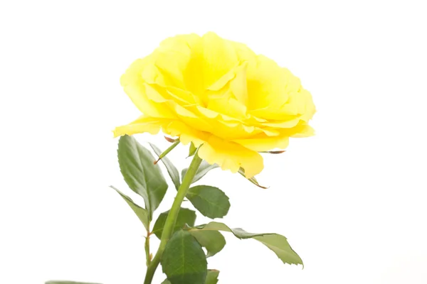 Schöne Rose — Stockfoto