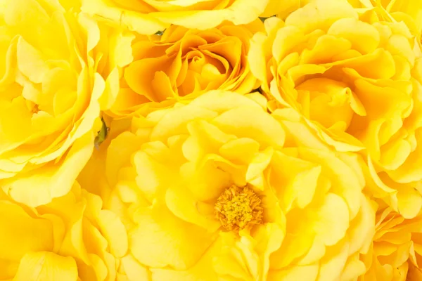 Primo piano di belle rose gialle — Foto Stock