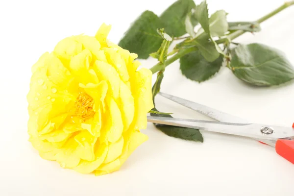 Beautiful yellow rose with water drops — Stock Photo, Image