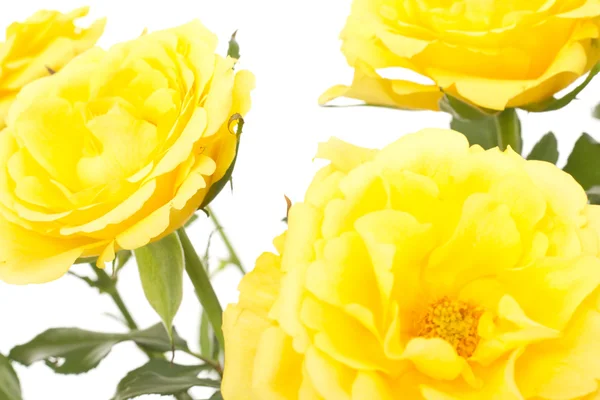 Krásný banda žluté růže — Stock fotografie