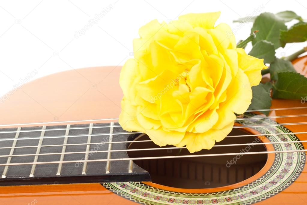 Beautiful yellow rose on guitar