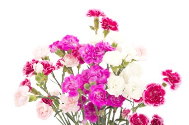 dianthus caryphyllus güzel demet