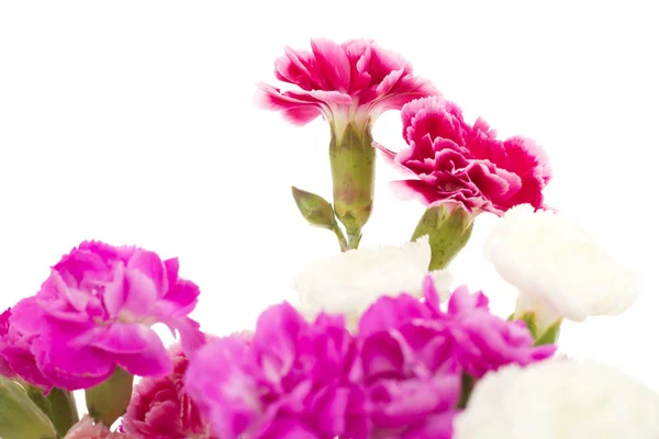 Krásný banda dianthus caryphyllus — Stock fotografie