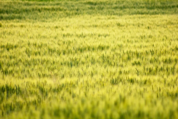 Beautiful close up of cornfield — Stock Photo, Image