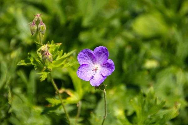 Beautiful purple flower in the meadow — Stock Photo, Image