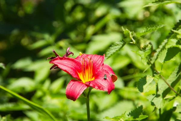 Beautiful red daylily with green fly — Stock Photo, Image