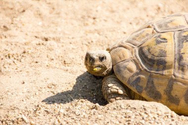 Eve dönerken kızgın görünümlü kaplumbağa