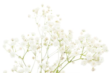 Beyaz dianthus beyaz zemin üzerine izole