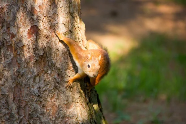 Schönes rotes Eichhörnchen sitzt auf dem Baum — Stockfoto