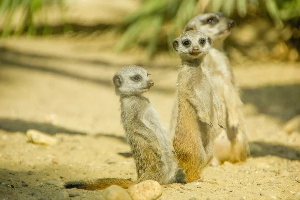 Ομάδα τρία χαριτωμένα meerkats — Φωτογραφία Αρχείου