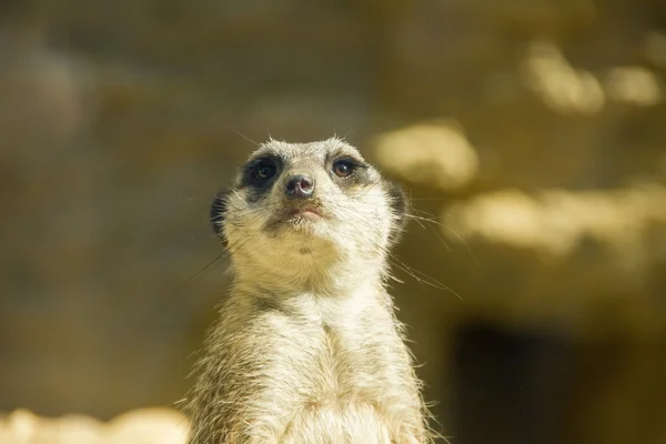 Meerkat te regardant de travers — Photo
